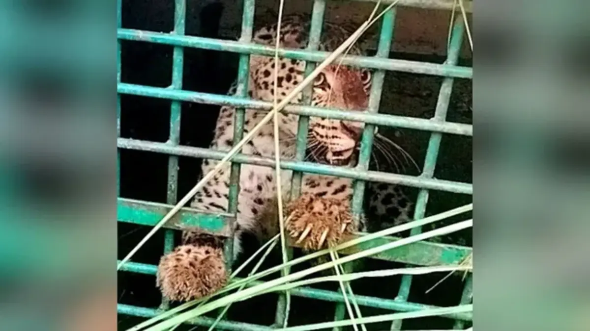 बहराइच में बकरी का शिकार करने पहुंचा तेंदुआ पिंजरे में कैद